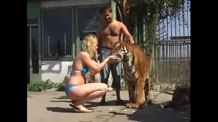 Наставници на Тигри - Изумително 
