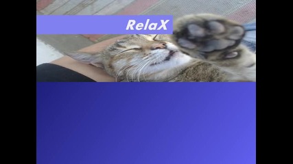 My cute cat 