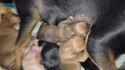 Кучето ми роди 6 бебета :)