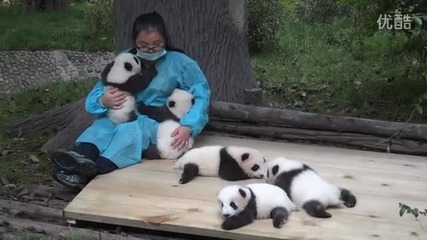 Мечтана работа - Да гушкаш малки панди!