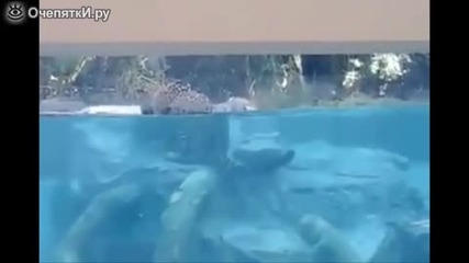 Ягуар изкусен и грациозен подводен плувец