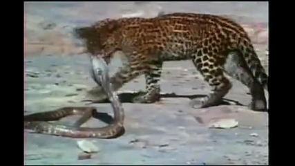 Leopard Vs King Cobra