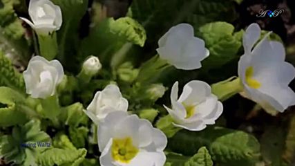 Шопен - Пролетен валс-валс на цветята (chopin - Spring Waltz-waltz of Flowers)