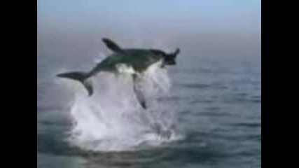 Shark Attack 