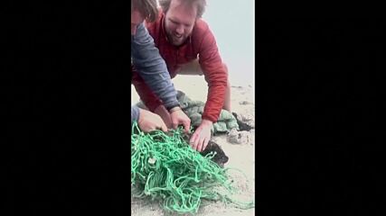 Плажуващи спасиха тюленчета, задушавани от рибарска мрежа (ВИДЕО)