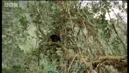 Weird animals of the Andean Cloud Forests - Wild South America - Bbc 