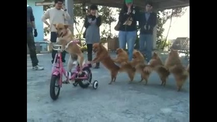 (смях) Куче кара колело с приятели ! 