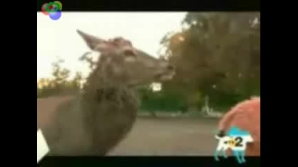 elen iznasilva idiot