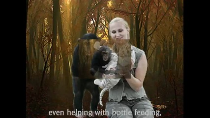 Шимпанзе и малко бяло Тигърче(снимки)