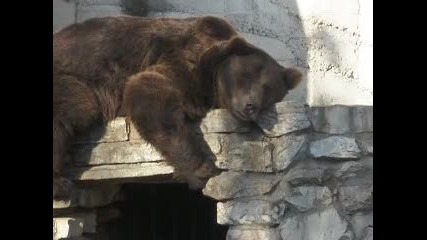 огромна мечка