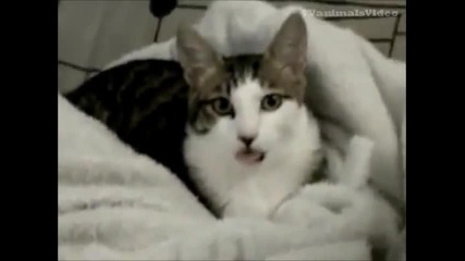 funny crazy cats ))