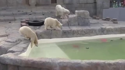 Бели мечки обичат диня и риба