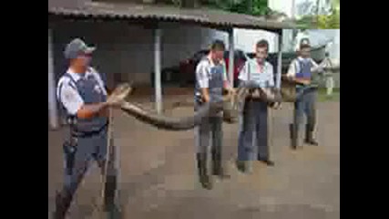 Cobras - Anacondas - Snimki