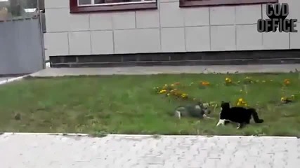 Котка атакува куче!