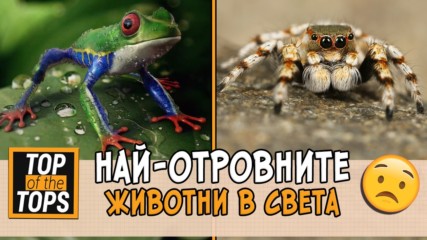 Животните, които не искаш да срещаш сам