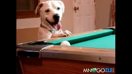 Куче играе билярд 