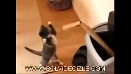 Котката на Роки !