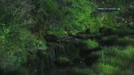 Време За Полет - Звездният Път На Светулките