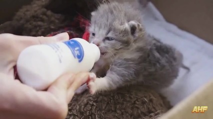 Лакоми Малки Котенца Пият Мляко - Компилация