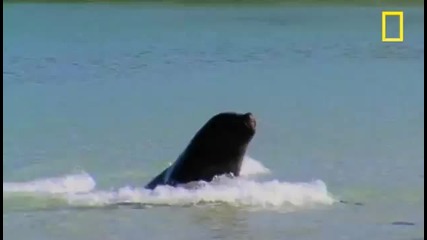 National Geographic – Тюлен срещу Пингвин