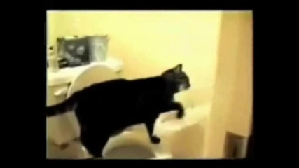 Луди котки [hd]