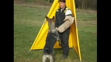 ive 