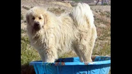 Caucasian Mountain Dog ( Armenian dog)