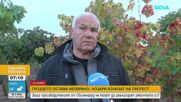 Гроздето у нас остава необрано, лозари излизат на протест в Свиленград