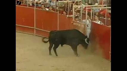 Лудаци прескачат бикове 