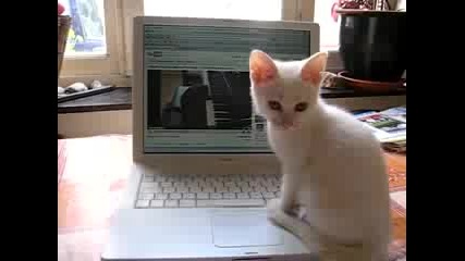 Най Сладкото Коте