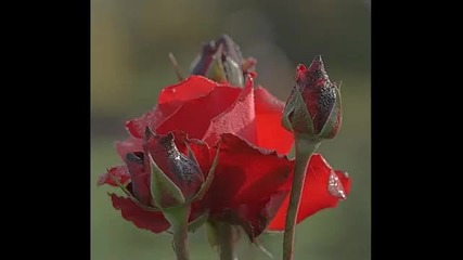 Рози и саксофон