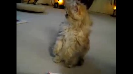 котенце