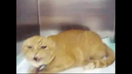 Това коте ще ви разсмее и уплаши