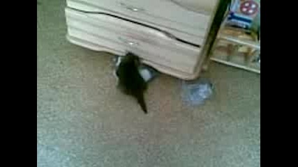 Котешки бой :ddd