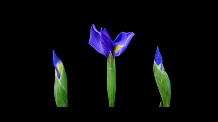 Time Lapse - Красиви цветя