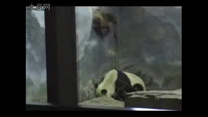 Panda Escape 