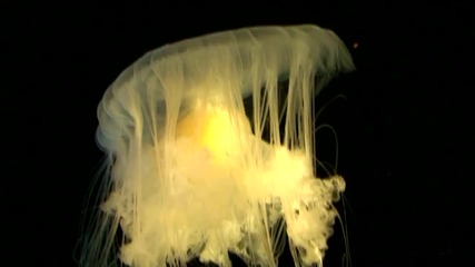 Хипнотични Медузи 