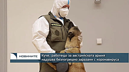 Куче, работещо за австрийската армия надушва безпогрешно заразани с коронавируса