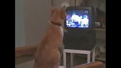 котка боксьор гледа телевизия