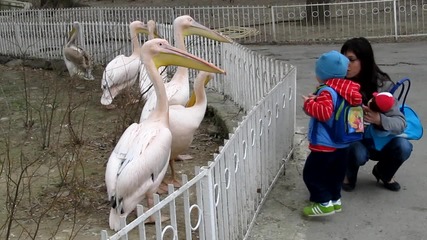 Снимка пред розовите пеликани