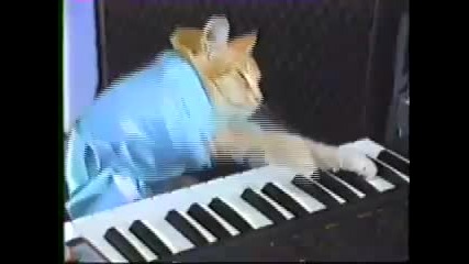 Charlie Schmidts Keyboard Cat! 
