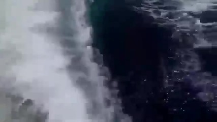Косатка преследва лодка
