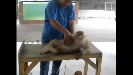 Маймунката си прави тренировка