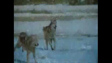 Wolf song (celtic version)
