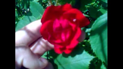 Guler Ya Kadinlar Icin Gelsin Ya Romantik Jentilmen Icin 2015 Hd