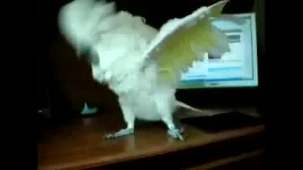 Death Metal Parrot 