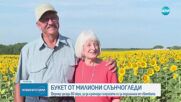 Американски фермер подари на съпругата си букет от 1,2 милиона слънчогледа