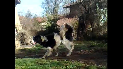 каракачанско куче
