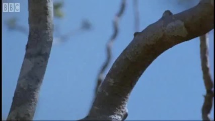 Strange mammals leap from tree to tree - Attenborough - Bbc Earth 