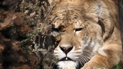Ligers: A Cruelty Unveiled 